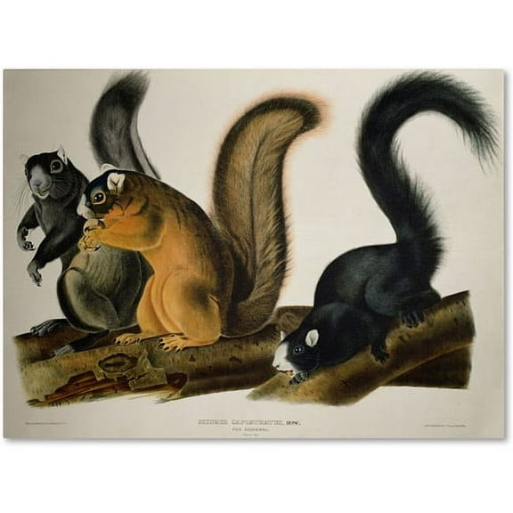 Trademark Fine Art John James Audubon Fox Squirrel Canvas Wall Art - 14x19