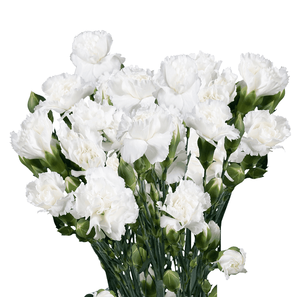 100 Stems of White Spray Carnations- Beautiful Fresh Cut Flowers- Express Delivery