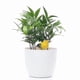 thumbnail image 5 of Soil Moisture Meter Watering Alarm Bird Plant Water Tester Hygrometer Sensor Gardening Tool Kit for Planter Water Remind Warining Alert (Yellow), 5 of 5