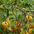 thumbnail image 1 of OHOIOLLA 20Ud Espalderas Para Ramas De Árboles Frutales Negras Diseñadas Para Entrenamiento Y Crecimiento Eficaz, 1 of 8