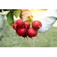 thumbnail image 2 of 2000 Seeds CRIMSON GIANT RADISH Raphanus Sativus Vegetable Seeds, 2 of 11