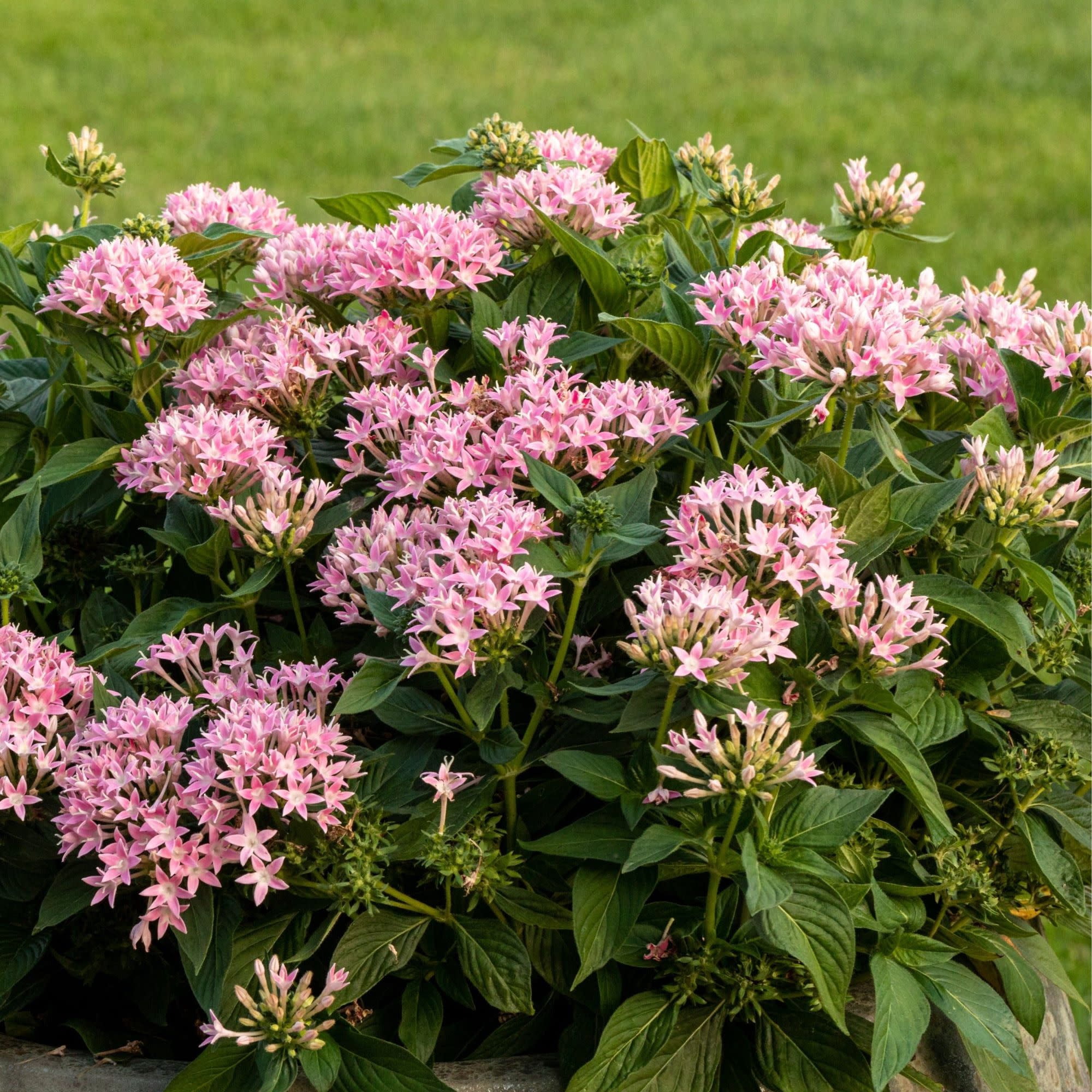 Proven Winners 4" Sunstar Pink Egyptian Star Flower Live Plant in 4.25" Pot (4 Count)