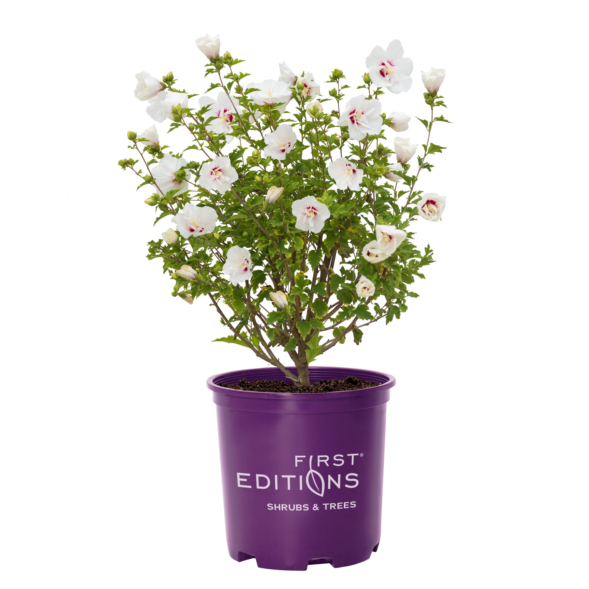 First Editions Hydrangea Little Hottie Live Shrub in 2-Gallon