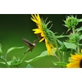 thumbnail image 5 of The Jonsteen Company 1 Sunflower/ Helianthus Annuus Flower Seed, 5 of 5