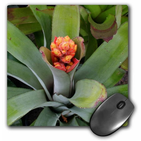 3dRose flowering bromeliad plant, Mouse Pad, 8 by 8 inches