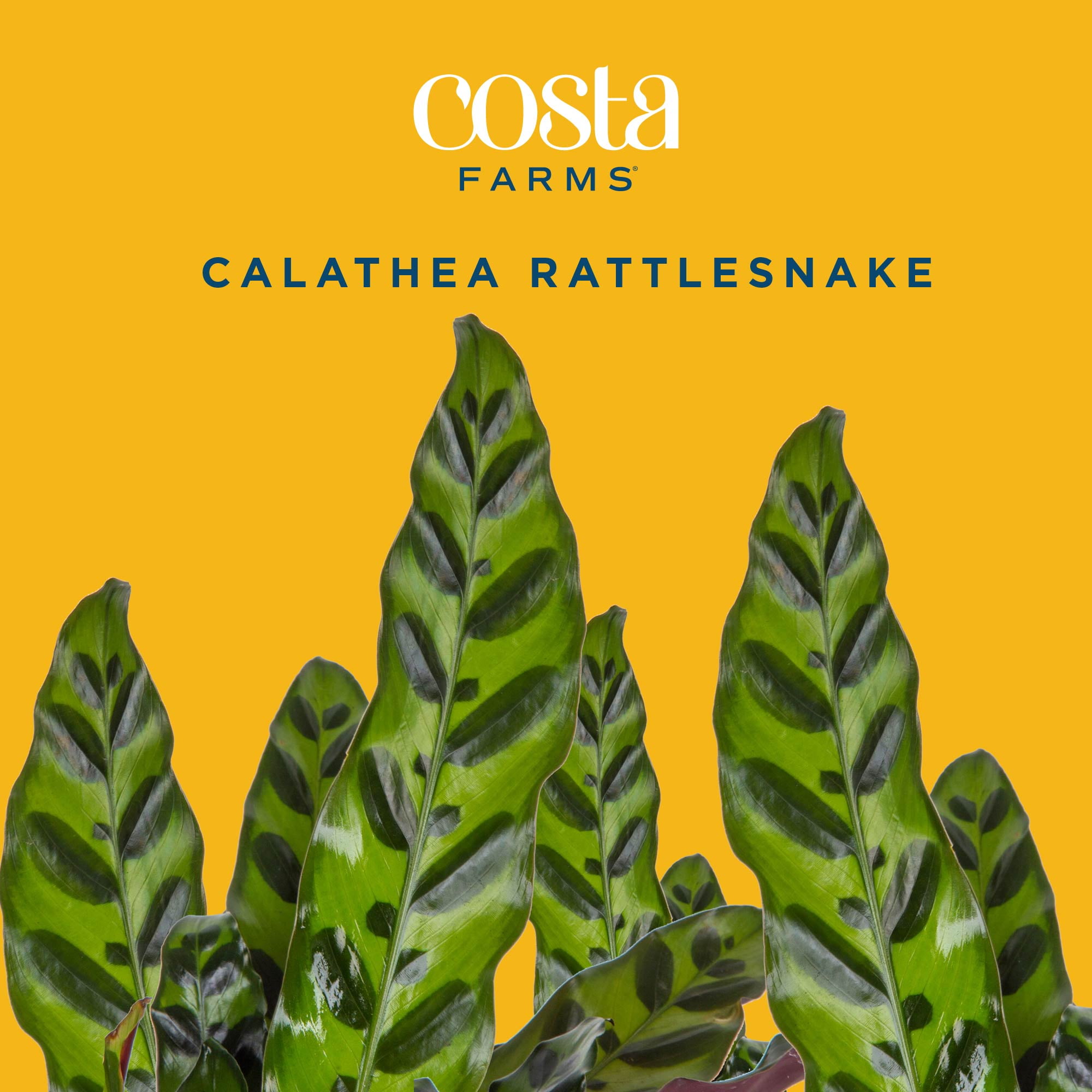 Costa Farms 12" Calathea Rattlesnake Live House Plants in 5" Self-Watering Planter