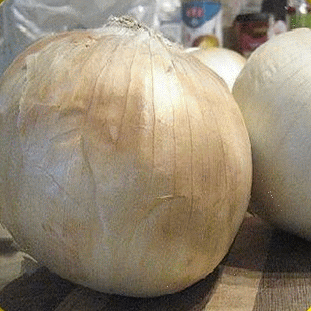 Everwilde Farms 500 White Sweet Spanish Onion Seeds Gold Vault