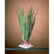 Penn Plax P16S Hairgrass Plant - Small