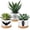 Gothic, variant on GBBG 3 Pcs Decor Gift for Women Planter Ceramic Gift Animal Plant Pot with Bamboo Tray for Office Home Farm House Bathroom Kitchen Christmas Decorations (No Plants Included) (Highland Cow)