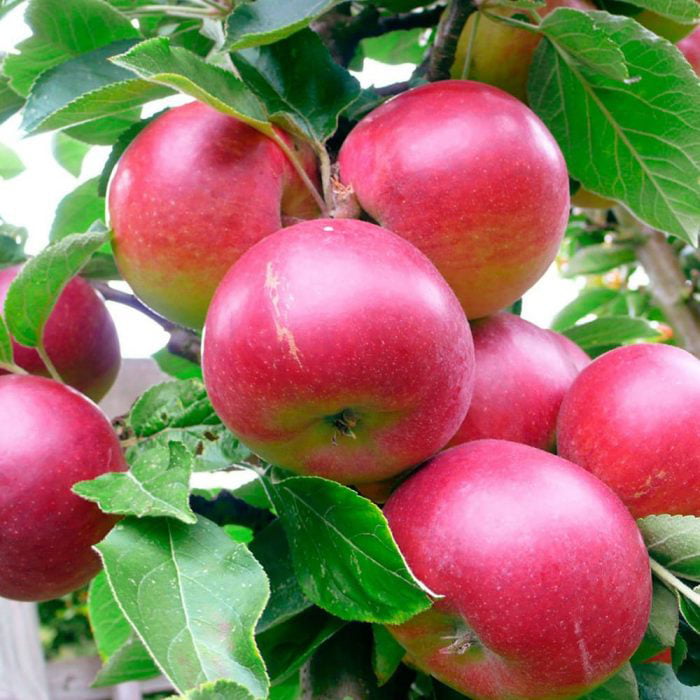 Organic Red Delicious Apples, 1 lb, Devoto Gardens