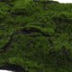 thumbnail image 3 of PTOOTP Musgo Artificial Decorativo Para De Plantas Y Proyectos De Manualidades, 3 of 7