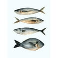 thumbnail image 2 of Scarvey, Emma 25x32 White Modern Wood Framed Museum Art Print Titled - Four Fish I, 2 of 4