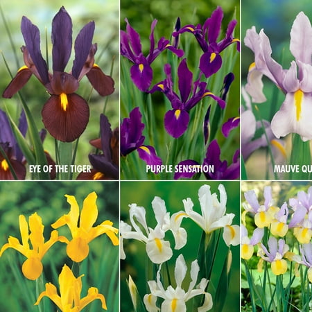 Holland Collection - Van Zyverden Dutch Iris Lover's Collection Set of 60 bulbs