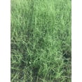 thumbnail image 3 of Daylily Nursery 4' Pink Muhly Grass Live Plants in 2.5" Containers (3 Count), 3 of 5