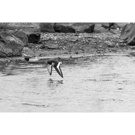 - iPhone XS Max Plastic Case Cover with Oyster Catcher Bird Flying Black and White Black Picture Printed on it.