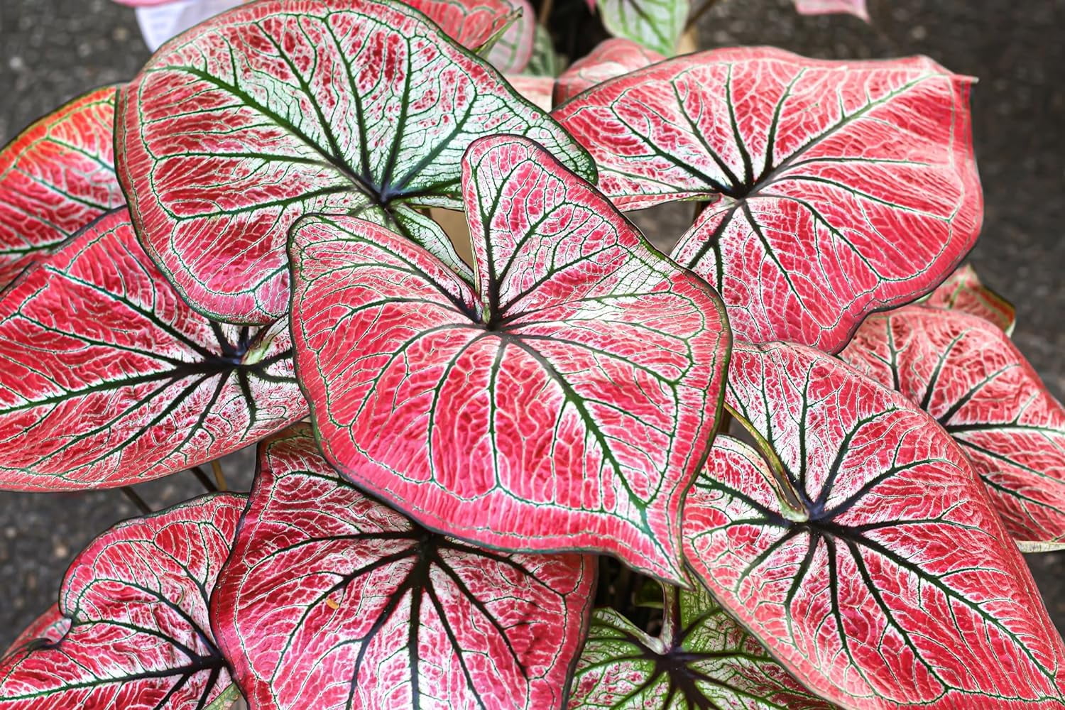 2 Florida Cardinal Caladium Bulbs By CZ Grain | Plant These Perennial Elephant Ears (Hosta Family) For Stunning Foliage - View #4