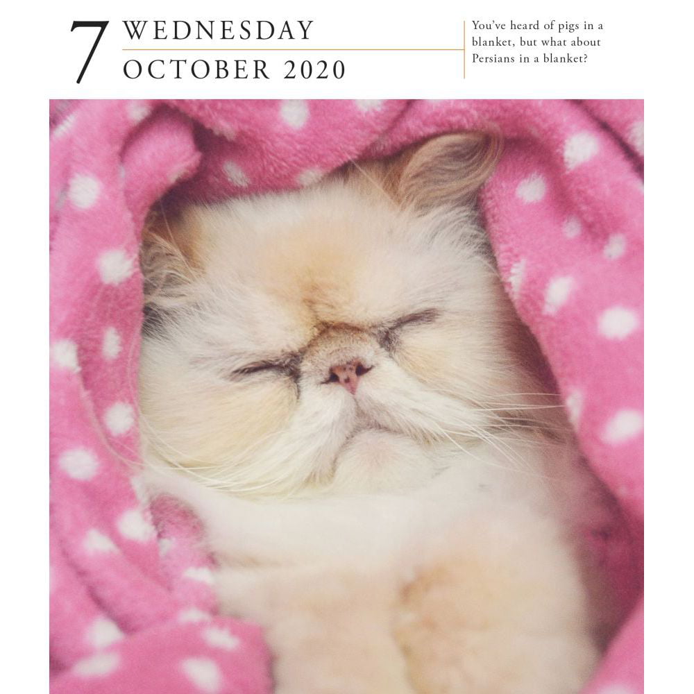 Page-A-Day Gallery Calendar 2020 CAT 6.25x7.25