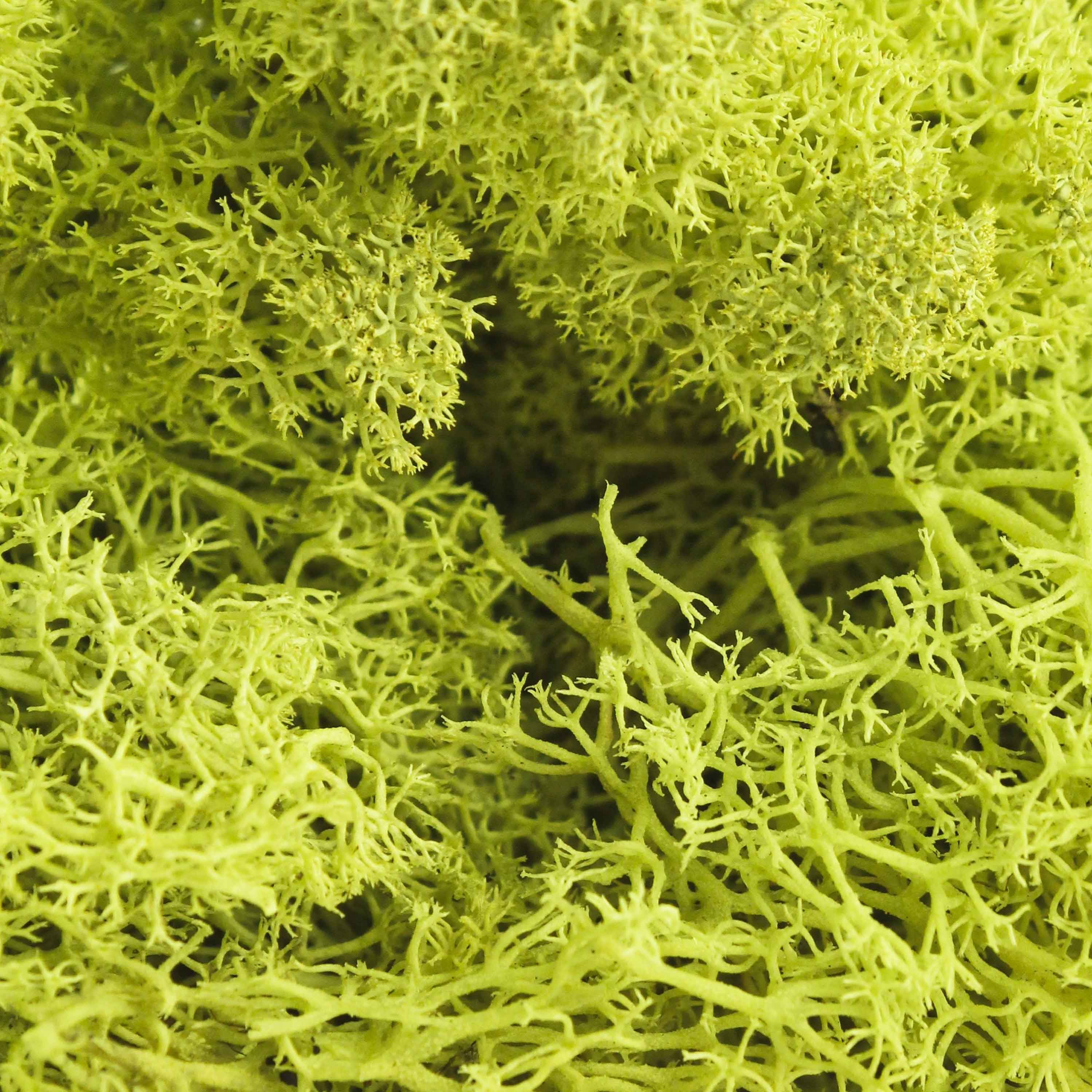 ProFlora Preserved Reindeer Moss, Chartreuse Green