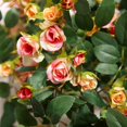 thumbnail image 2 of Plantas colgantes artificiales con flores de rosa, guirnalda de 4.5 pies, flor colgante falsa, cadena verde, pared de la casa, habitación, jardín, boda, interior, exterior, decorativa (no incluye cest Namotu CZJJ-HQ53-3, 2 of 5