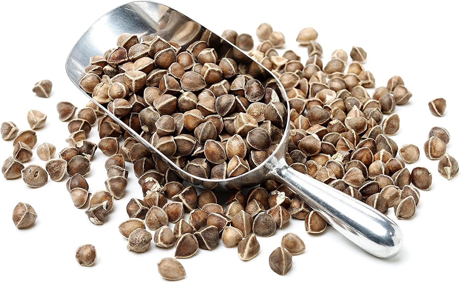 Moringa Seeds Wingless 2 lbs. - PKM1 Variety - Edible Snacking - Planting - Moringa Oleifera - Malunggay - Semillas De Moringa - Drumstick Tree - Non-GMO - 3200 to 4000 Seeds