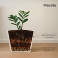 thumbnail image 2 of Maceta Cuadrada Elly Decor Clavel con Drenaje Color Blanco 30 x 30 cm, 2 of 6