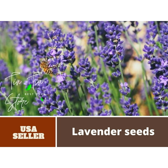 100  Rare Seeds-Lavendin Seeds-#C003-Authentic Seeds-Flowers-Seeds-Rose seeds-Herb seeds-Vegetable Seeds-Mix Seeds for Plant- B3G1