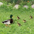 thumbnail image 4 of Acrylic Ducks Yard Sign Lawn Stakes Party Animal Stakes Decor Outdoor Garden, 4 of 7