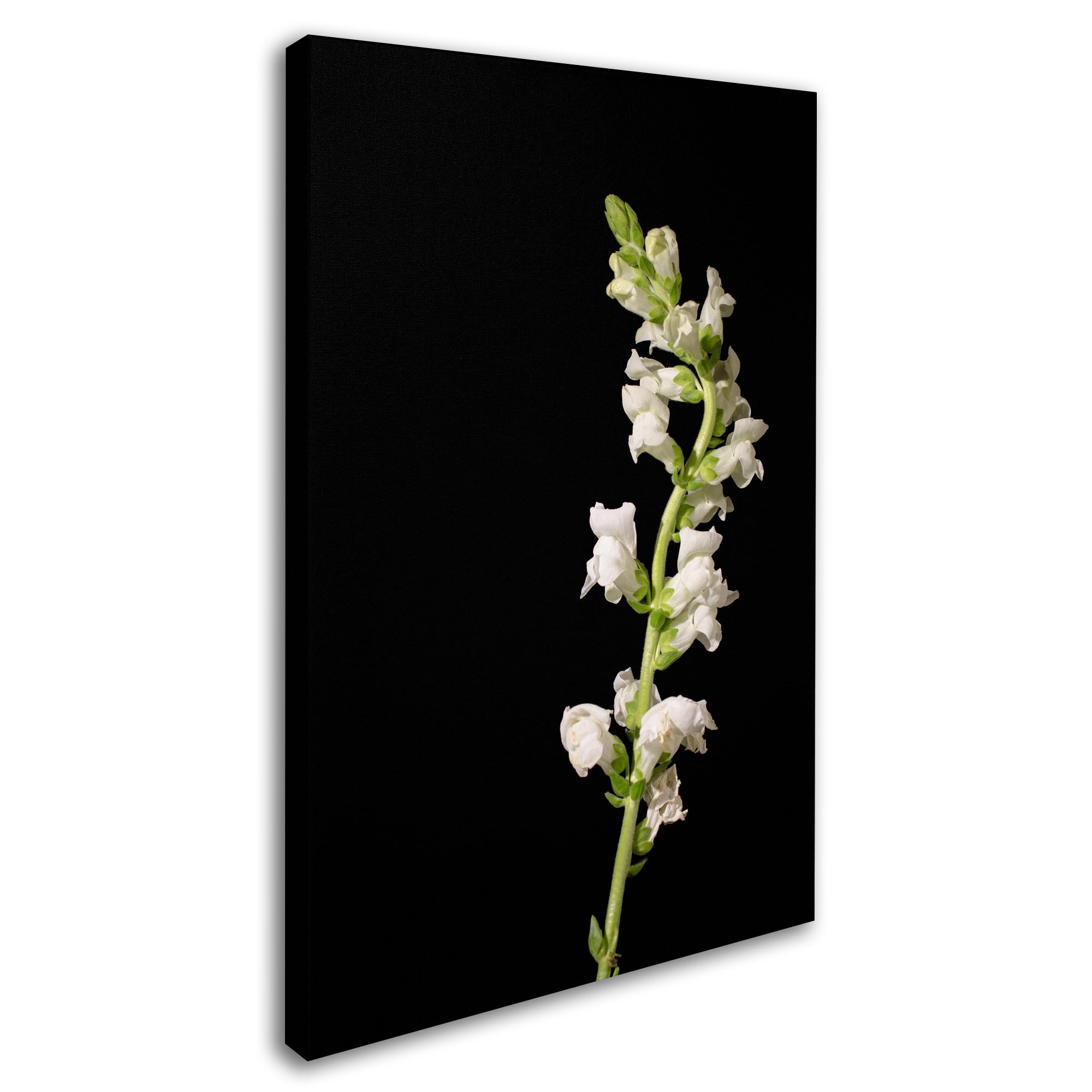 Trademark Fine Art 'White Snapdragons Against Black Background' Canvas Art by PIPA Fine Art