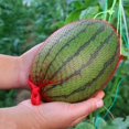 thumbnail image 5 of 200 Pcs Melon Nets,16" Watermelon Nets with Drawstring, Vegetable Hammock Storage Mesh Bags, Fruit Hammock for Kitchen Reusable Melon Hammock for Hanging Honeydew Melon, Cucumbers, 5 of 5
