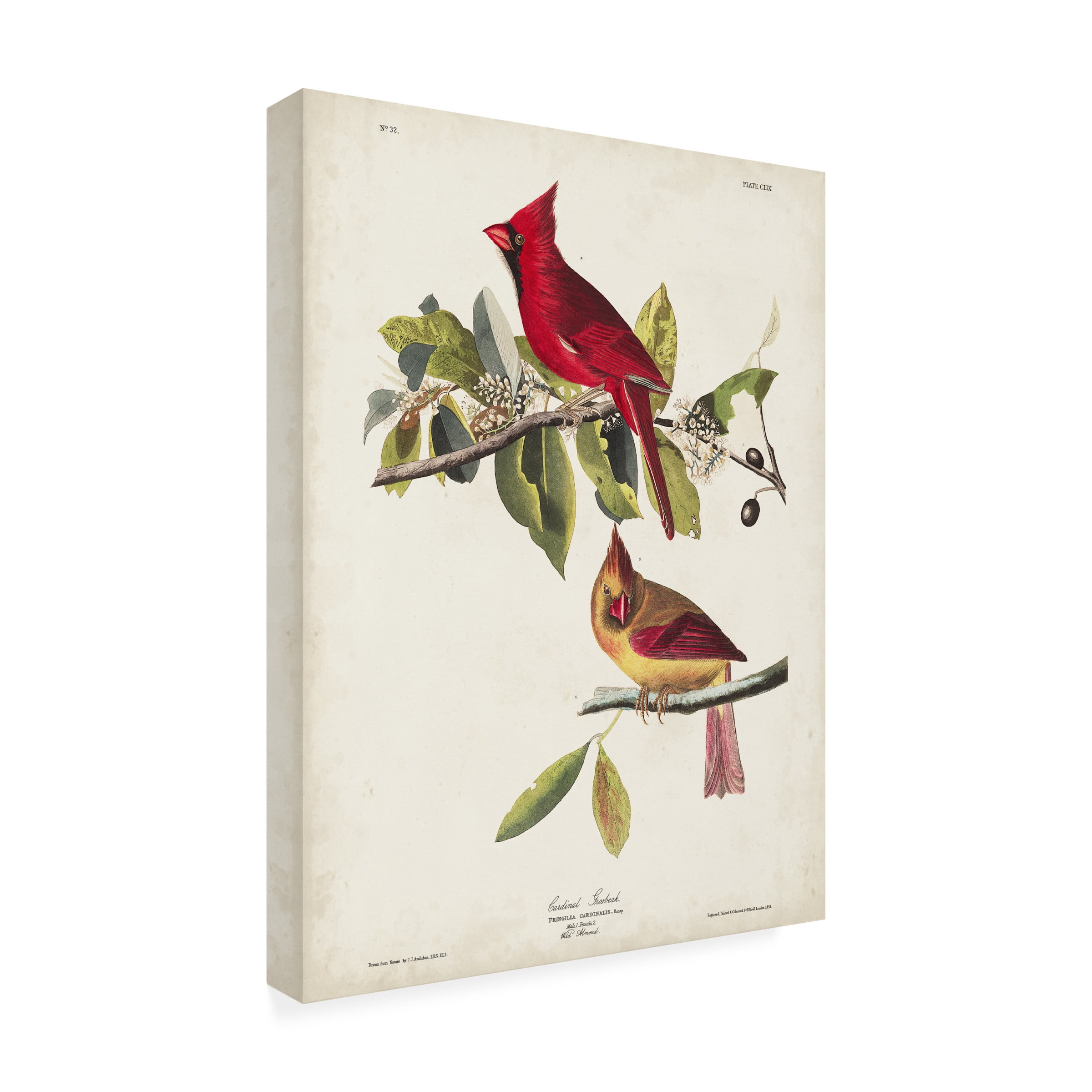 John James Audubon 'Cardinal Grosbeak' Canvas Art