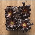 thumbnail image 4 of Aeonium Black Rose Plant Live for Planting - Black Tree Aeonium Plant - Houseleek Tree - 2 Inch Pot, 4 of 6