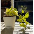 thumbnail image 3 of Pothos 'Neon', 3 of 8