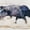 Charging Bull 1998, variant on Elephant Stock Black Bull Wall Art - Horizontal Canvas Wall Art - Living Room Wall Decor - Animal Canvas - Brown And Gray Decor By Design Fabrikken - 12" x 8"