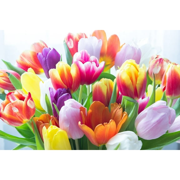 10 Pastel Tulip Bulbs - 10 Fresh Bulbs to Grow - Ships from Iowa, USA