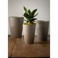thumbnail image 5 of Sullivans Artificial Potted Sansevieria 10"H Green, 5 of 7