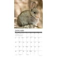 thumbnail image 3 of Willow Creek Press, Bunnies 2025 Wall Calendar, 3 of 4