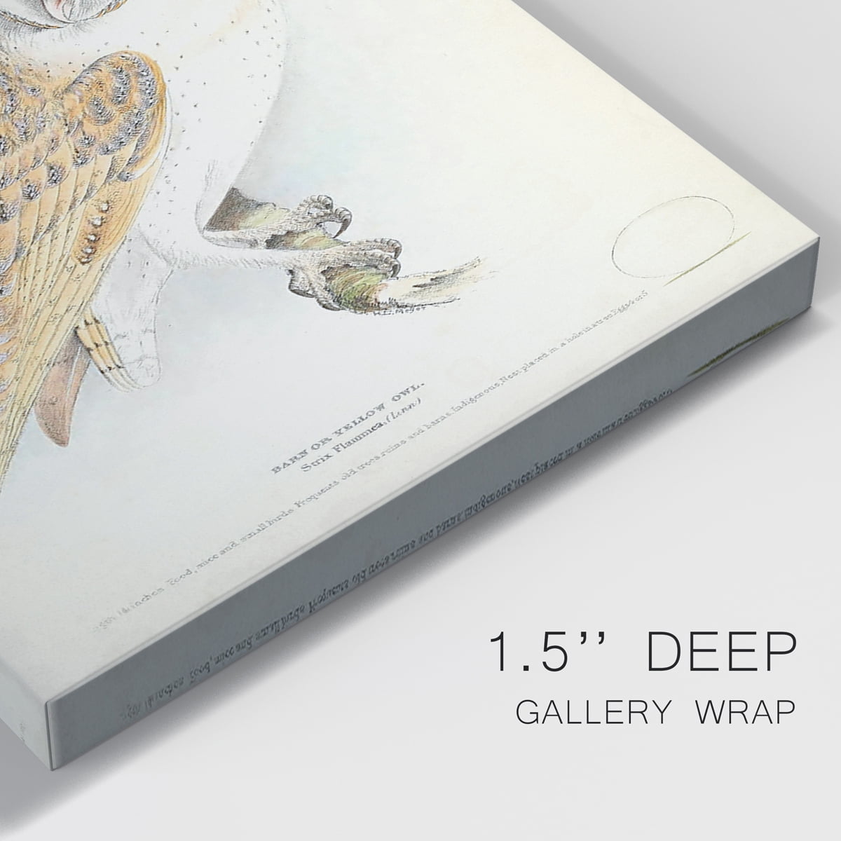 Barn Owl Premium Gallery Wrapped Canvas - Ready to Hang - 18 x 27 Each