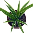 thumbnail image 4 of Spider Plant, Chlorophytum comosum, Limited, in a 2 inch Pot Tiny Mini Pixie Plant, 4 of 9