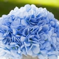 thumbnail image 3 of Enova Home Artificial Silk Hydrangea Faux Flowers Arrangement in Round Tapered Ceramic Pot for Home Office Wedding Decoration (Blue), 3 of 4