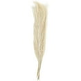 thumbnail image 6 of 35" Tall Grass Dried Plant Natural Foliage Feather Like Leaves Bouquet with Stems, by DecMode, 6 of 7