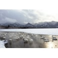 thumbnail image 2 of Goff, Ellen 14x11 Gold Ornate Wood Framed with Double Matting Museum Art Print Titled - Japan-Hokkaido A group of whooper swans congregate in the mist, 2 of 4