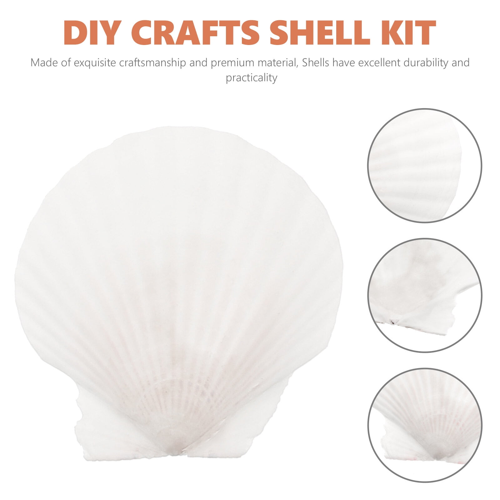 10pcs White Scallops Shell Seashells Large Natural Shell Embellishment