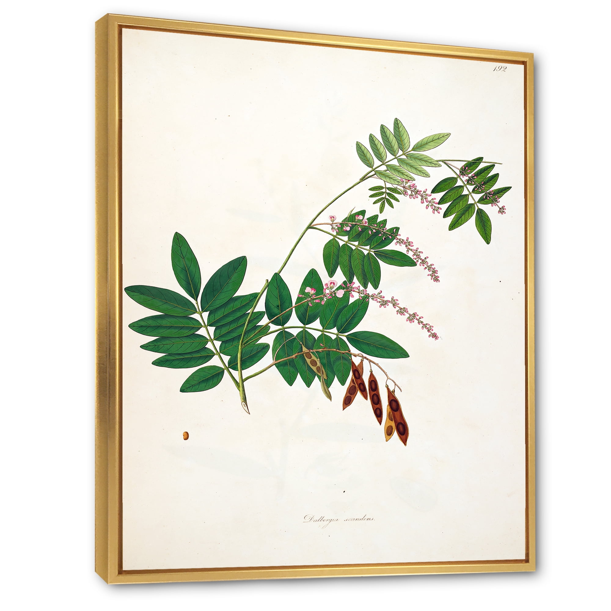 Designart 'Ancient Botanicals XI' Farmhouse Framed Canvas Wall Art Print