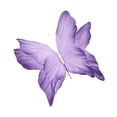 thumbnail image 5 of yotijay Artificial Butterfly Decoration DIY Giant Butterfly for Wedding Bedroom Wall Purple, 5 of 9