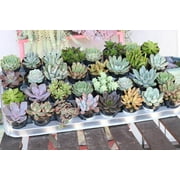 Succulent Wedding Favors by The Succulent Source - Succulents for all occasions - Assorted 2.5" Succulents