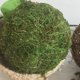 thumbnail image 3 of piezas por paquete (9 cm) bola de musgo bola de hierba de musgo bola de flores secas, 3 of 5