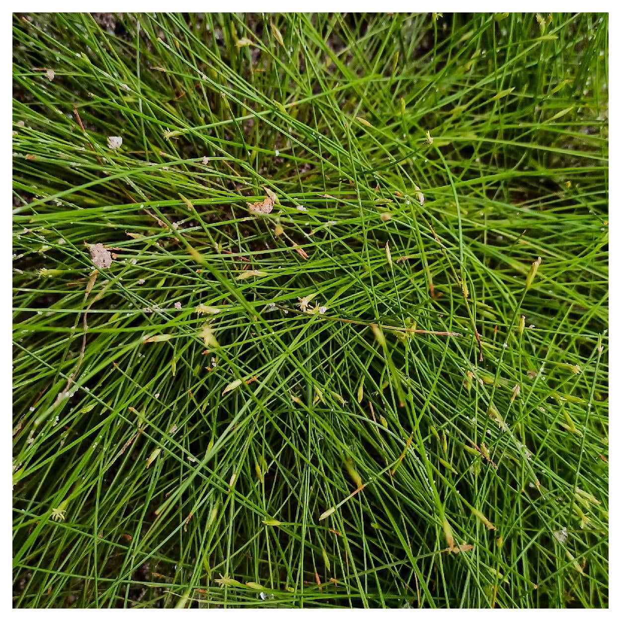 Everwilde Farms - 1 oz Great Spike Rush Native Grass Seeds - Gold Vault Bulk Seed Packet
