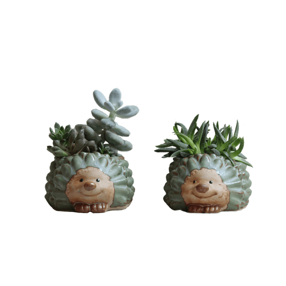 Cotta Planters Succulent Planter Pots 2- Pack Hedgehog Planters with Drainage Hole for 2" Small Plants, Cacti