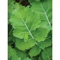 thumbnail image 3 of Burpee-Kale, Premier Seed Packet, 3 of 5