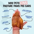 thumbnail image 4 of Pig Ears for Dogs - 12 Pack | Natural Dog Chews | Long Lasting Treats for Dogs for Promoting Healthy Teeth and Gums, Muscle Development, and Overall Health | Preservative Free, 4 of 6